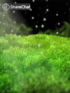 पानी बुलबुले GIF