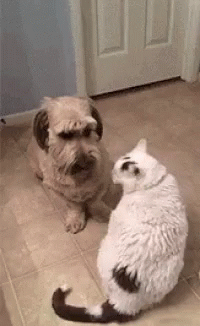 Cat Dog GIF - Cat Dog Seduction GIFs