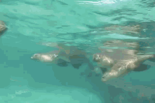 Seal Underwater Seal GIF - Seal Underwater Seal Seal Kiss GIFs