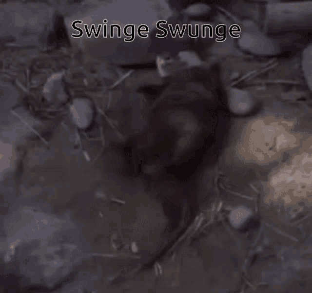 a rat is laying on the ground with the words swinge swunge written above it