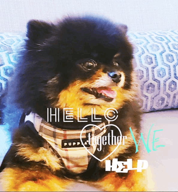 a small dog wearing a harness with the words hello together we help written on it