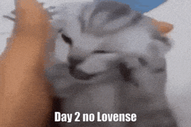Day2 Lovense GIF - Day2 Lovense Cat GIFs