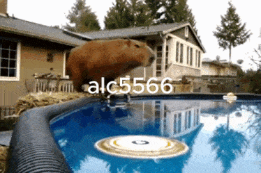a picture of a capybara jumping into a pool with the number alc56666 on the bottom