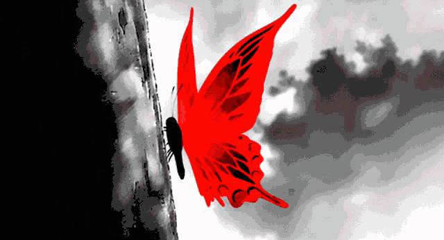 a red butterfly with black wings is flying in the sky