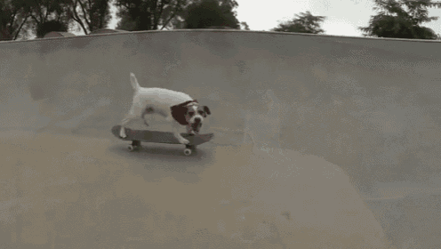 a dog wearing a red scarf is riding a skateboard down a ramp
