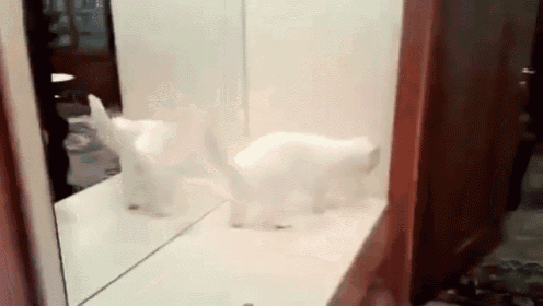 This Counter'S Only Big Enough For One Of Us GIF - Cat Funny Mirror GIFs