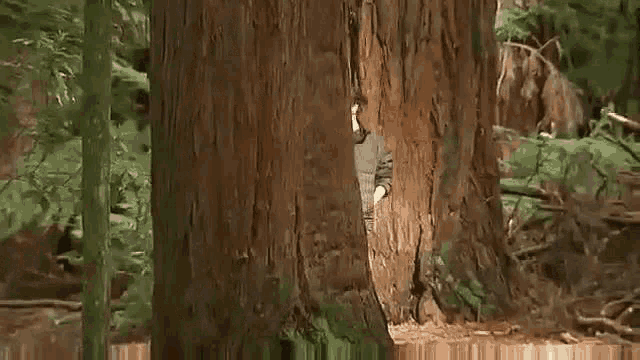a man is peeking out from behind a large tree in the woods .
