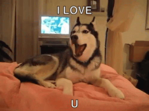 I Love You Husky GIF - I Love You Husky Dog GIFs
