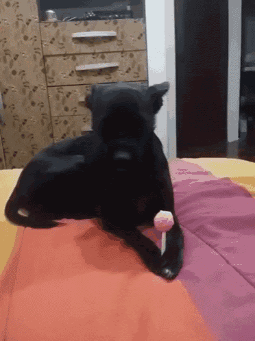 a black dog is laying on a bed holding a pink lollipop