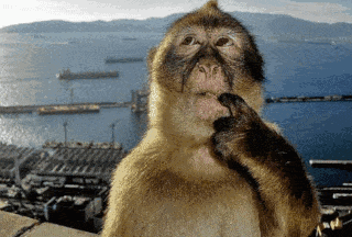 a close up of a monkey 's face with a body of water in the background