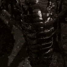 a close up of a spider with a very angry face