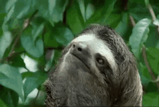 Sloth Yes GIF - Sloth Yes Go Back To Sleep GIFs