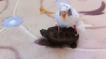 Birds Lets Ride GIF - Birds Lets Ride Turtles GIFs