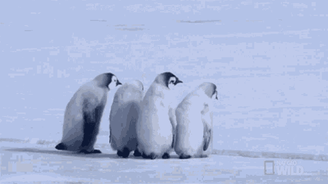 Observing World Penguin Day GIF - Observing World Penguin Day Wild Antarctica GIFs