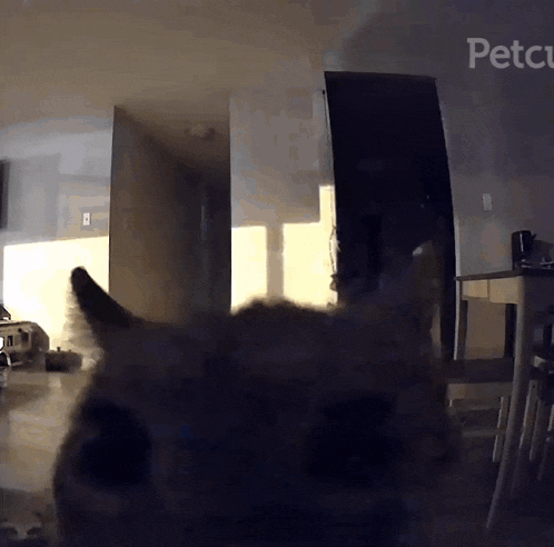 a cat 's head is visible in front of a sign that says pets on it