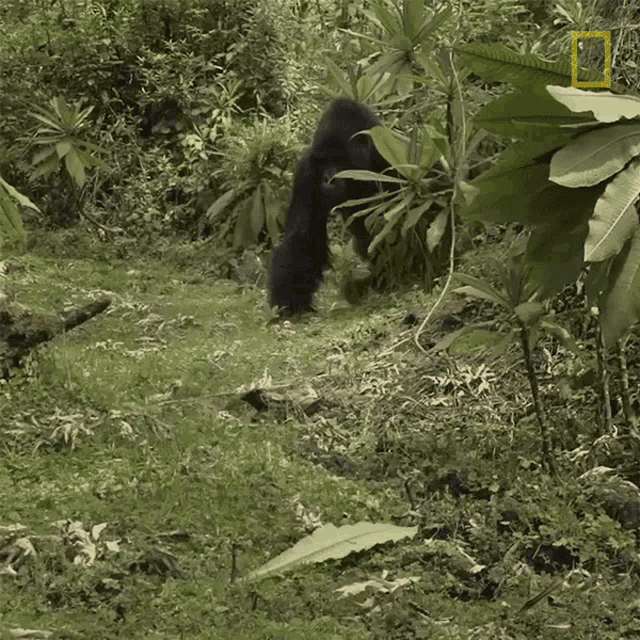 Guarding Mountain Gorillas Survival Dian Fosseys Legacy Lives On GIF - Guarding Mountain Gorillas Survival Dian Fosseys Legacy Lives On Short Film Showcase GIFs