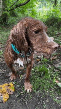 a brown and white dog with a blue collar is standing in the dirt