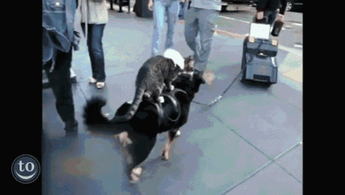 This Is The Most Important Supercut GIF - Dog Car Friends GIFs