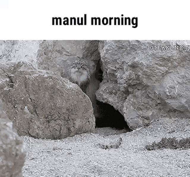 Manul Pallas Cat GIF - Manul Pallas Cat Morning GIFs
