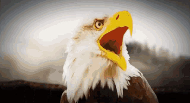 Abraham Lincoln Eagle GIF - Abraham Lincoln Eagle Turds GIFs