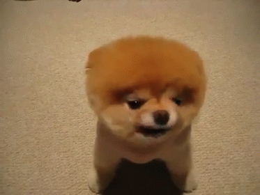 Smilin' GIF - Animals Dog Puppy GIFs