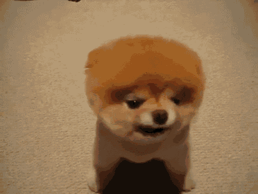 a small brown and white dog is standing on a carpet and looking at the camera .