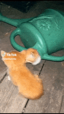 Cats Spawning Cats Coming Out Of Teapot GIF - Cats Spawning Cats Coming Out Of Teapot GIFs