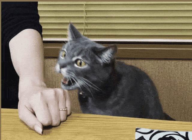 Chomp Cat GIF - Chomp Cat GIFs