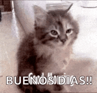 a kitten is sitting on the floor with the words buenos dias written above it .