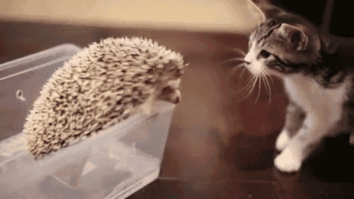 a hedgehog and a cat are standing next to each other in a plastic container .
