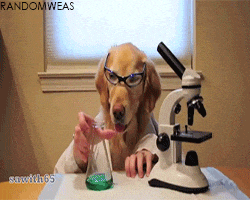 a dog wearing glasses and a lab coat looks at a beaker under a microscope
