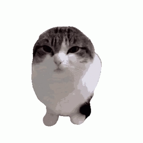 Silly Silly Cat Sticker - Silly Silly cat - Discover & Share GIFs