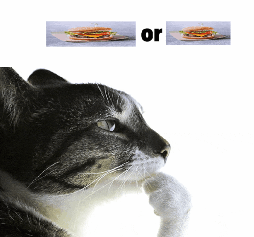 a cat is looking at a picture of a sandwich and the word or is below it