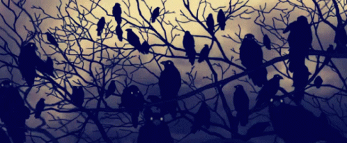 Kizumonogatari Crows GIF - Kizumonogatari Crows Anime GIFs
