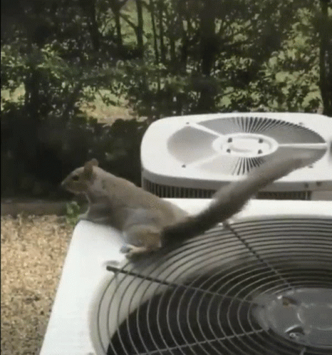 Squirrel Cool GIF - Squirrel Cool Nuts GIFs