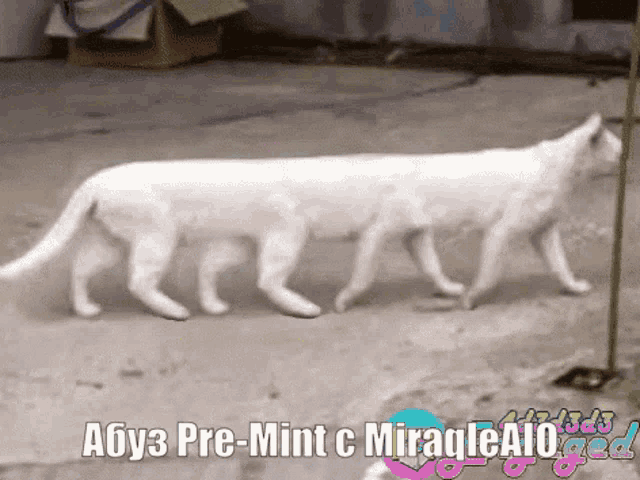 a picture of a white cat with the caption a6y3 pre-mint