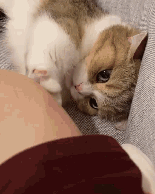 Cat Cute GIF - Cat Cute Paws GIFs