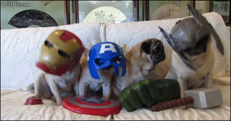 Avengers GIF - Dogs Puppy Dog GIFs