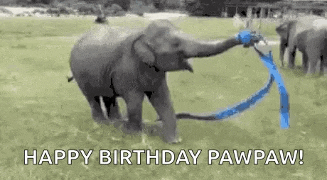 an elephant is holding a blue ribbon in its mouth in a field .