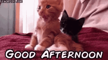 two kittens are sitting on a bed with the words `` good afternoon '' .