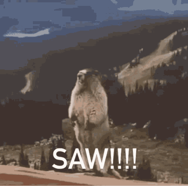 a groundhog is standing on its hind legs with the word saw written on the bottom