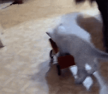 Gato Perro GIF - Gato Perro Empujar GIFs