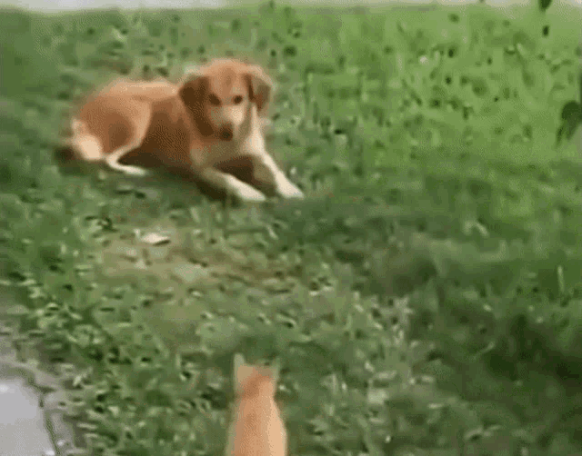 Cat Jump Funny Cat Dog GIF - Cat Jump Funny Cat Dog Cat Jump On Dog GIFs