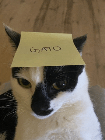 a black and white cat has a post it note on its head that says gato