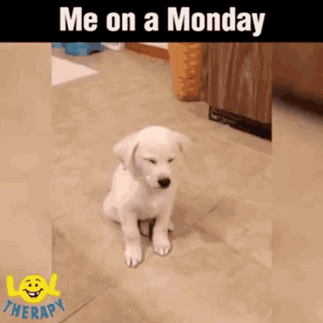 Me On Monday Cute GIF - Me On Monday Cute Dog GIFs