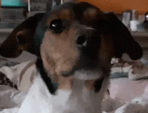 a close up of a dog looking at the camera .
