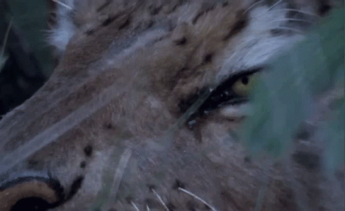 Saber Tooth Tiger Cat GIF - Saber Tooth Tiger Cat Hunting GIFs