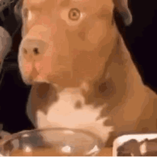 a brown dog is sitting at a table with a bowl of food in front of it .