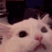 a close up of a cat 's face looking at the camera .