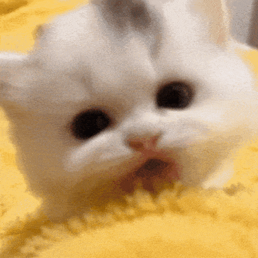 a close up of a white cat laying on a yellow blanket with its mouth open .
